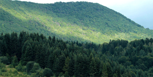 Forest Shade Forest Shade