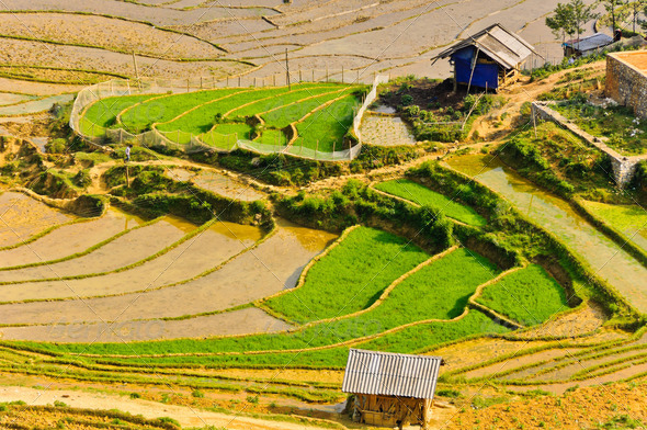 Hill tribe rice terraced fields