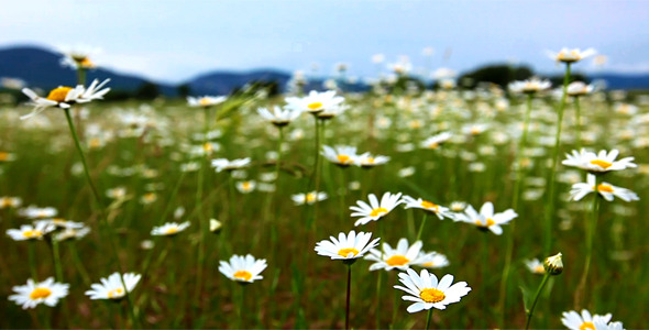 Chamomile Flowers Chamomile Flowers