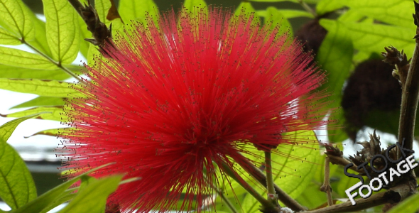 Flowers 2 FullHD Stock Footage H264 Flowers 2 FullHD Stock Footage H264