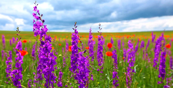 A Walk Is In The Flowering Field A Walk Is In The Flowering Field
