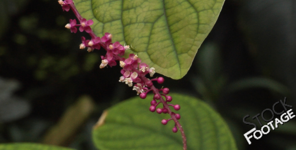 Flowers 9 FullHD Stock Footage H264 Flowers 9 FullHD Stock Footage H264