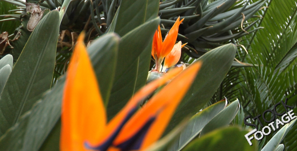 Flowers 11 FullHD Stock Footage H264 Flowers 11 FullHD Stock Footage H264