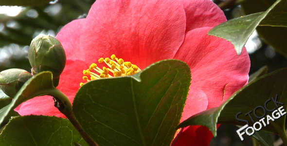 Flowers 13 FullHD Stock Footage H264 Flowers 13 FullHD Stock Footage H264