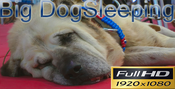 Big Dog Sleeping FULL HD Big Dog Sleeping FULL HD