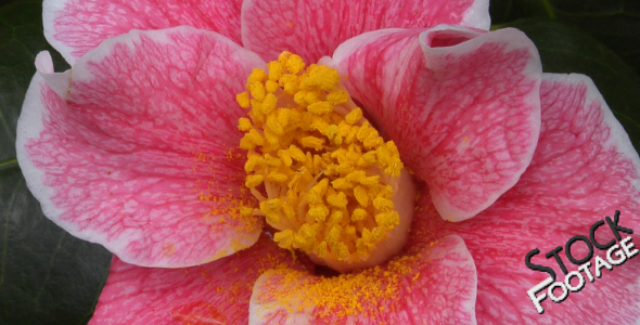 Flowers 18 FullHD Stock Footage H264 Flowers 18 FullHD Stock Footage H264