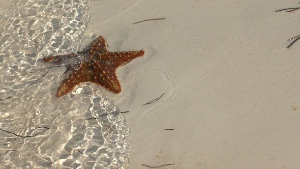 Star-Fish On Sandy Beach Star-Fish On Sandy Beach
