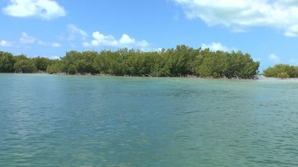 Mangrove Forest Mangrove Forest