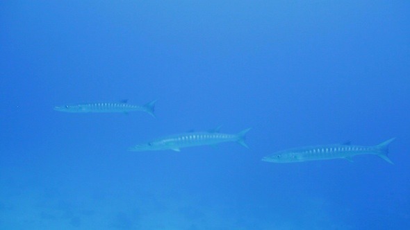 School of Barracudas Sphyraena Barrakuda Maldiv School of Barracudas Sphyraena Barrakuda Maldiv