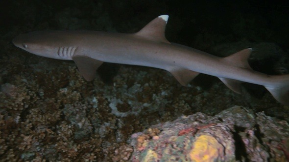 Whitetip Reef Shark Triaenodon Obesus at Night Whitetip Reef Shark Triaenodon Obesus at Night