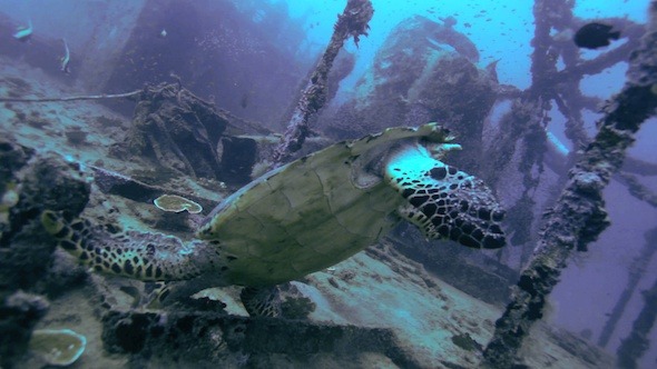 The Hawksbill Turtle Eretmochelys Imbricata The Hawksbill Turtle Eretmochelys Imbricata