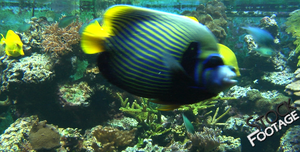 Fishes 9 Stock Footage in Full HD Fishes 9 Stock Footage in Full HD