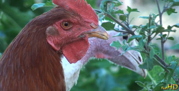 Poultry Poultry
