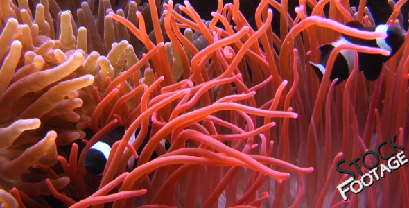 Fishes 21 Stock Footage in Full HD Fishes 21 Stock Footage in Full HD
