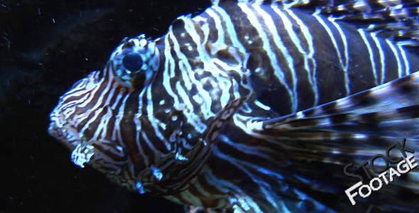 Fishes 22b Stock Footage in Full HD Fishes 22b Stock Footage in Full HD
