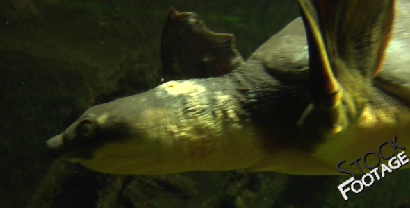 Fishes 23- Turtle Stock Footage in Full HD Fishes 23- Turtle Stock Footage in Full HD