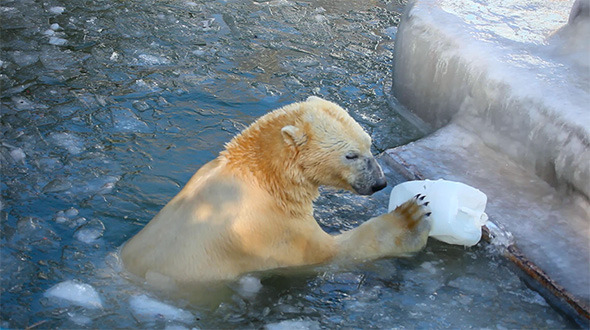 Polar Bears Polar Bears