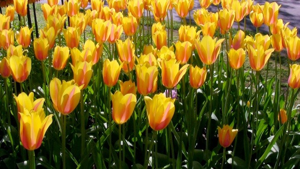 Tulip Flowers in Keukenhof Garden Holland Tulip Flowers in Keukenhof Garden Holland