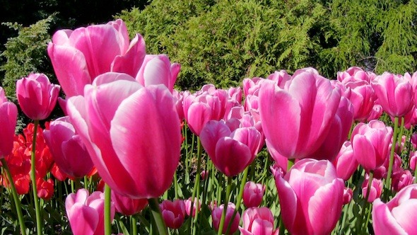 Tulip Flowers in Keukenhof Garden Holland 2 Tulip Flowers in Keukenhof Garden Holland 2