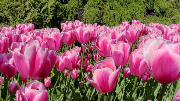 Tulip Flowers in Keukenhof Garden Holland 3 Tulip Flowers in Keukenhof Garden Holland 3