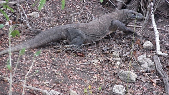 Giant Lizard Of Komodo Island In The Wild Giant Lizard Of Komodo Island In The Wild
