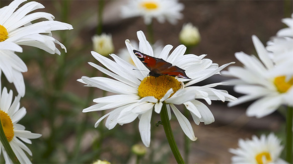 Peacock Butterfly Peacock Butterfly