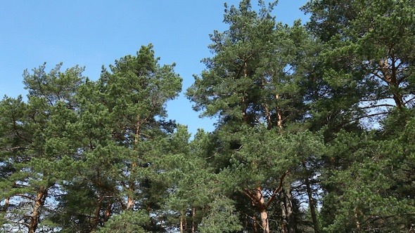 Moving Pine Trees In Coniferous Forest Moving Pine Trees In Coniferous Forest