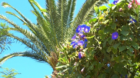 Palm Tree Leaf and Blue Flowers Palm Tree Leaf and Blue Flowers