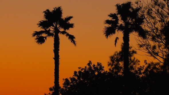 Tropical Sunset Background with Palm Trees Tropical Sunset Background with Palm Trees