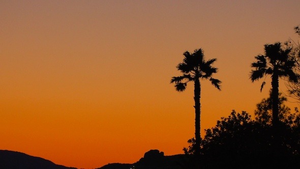 Tropical Sunset Background with Palm Trees 2 Tropical Sunset Background with Palm Trees 2