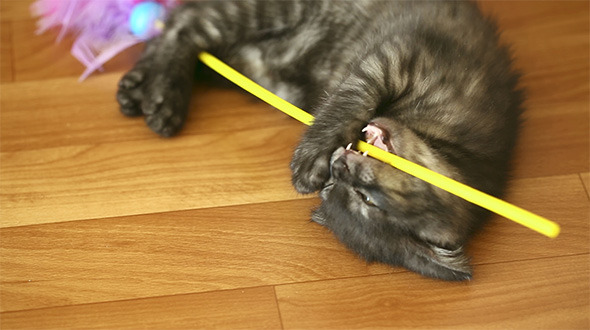 Playful Kitten Playful Kitten