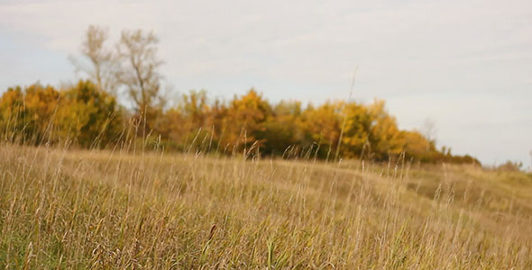 Autumn Dry Grass And Yellow Trees Autumn Dry Grass And Yellow Trees