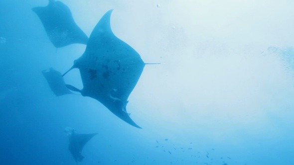 Manta Rays Swimming in Ocean Blue Maldives Manta Rays Swimming in Ocean Blue Maldives