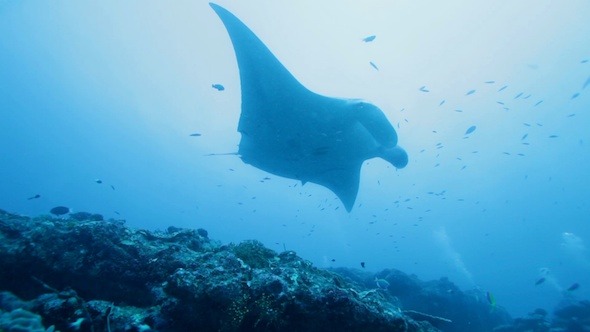 Manta Rays Swimming in Ocean Blue Maldives Manta Rays Swimming in Ocean Blue Maldives