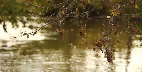 Autumn Faded Leaves And River Autumn Faded Leaves And River