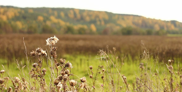 Dry Stalks And Autumn Trees Dry Stalks And Autumn Trees