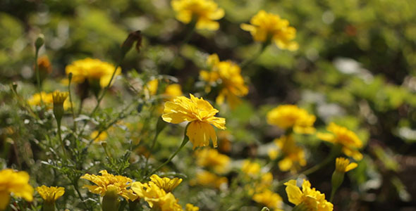 Yellow Flowers Yellow Flowers
