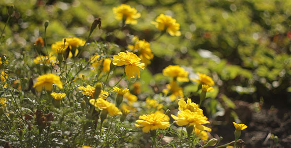 Yellow Flowers 3 Yellow Flowers 3