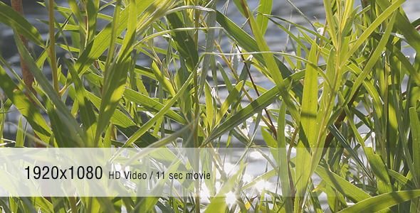 Glistening Reeds 01 Glistening Reeds 01