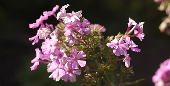 Pink Flowers 2 Pink Flowers 2
