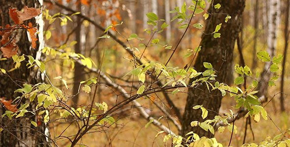 Autumn Leaves Autumn Leaves