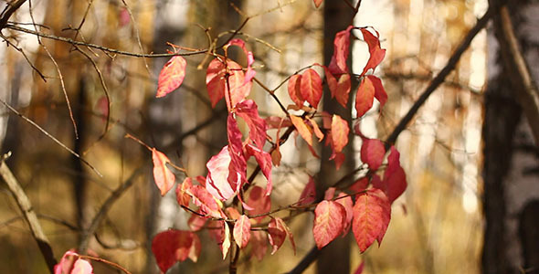 Red Autumn Leaves 3 Red Autumn Leaves 3