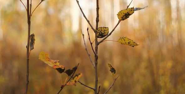 Yellow Autumn Leaves 2 Yellow Autumn Leaves 2