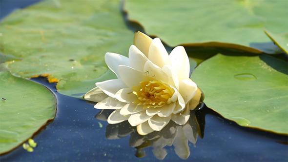 Water Lilly Water Lilly