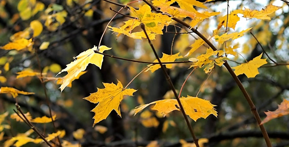 Autumn Leaves Rustling In The Wind 6 Autumn Leaves Rustling In The Wind 6