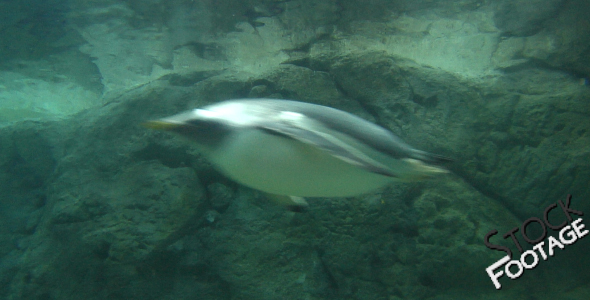 Penguins 4 Full HD Stock Footage Penguins 4 Full HD Stock Footage
