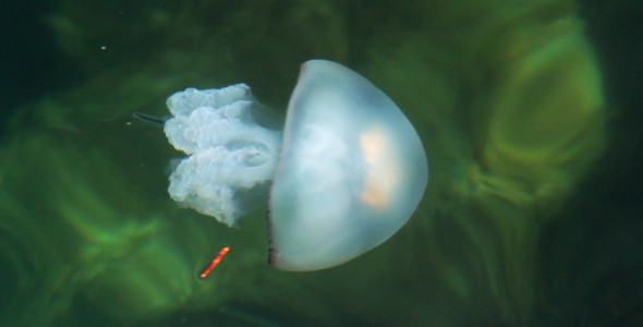 Jellyfish Jellyfish