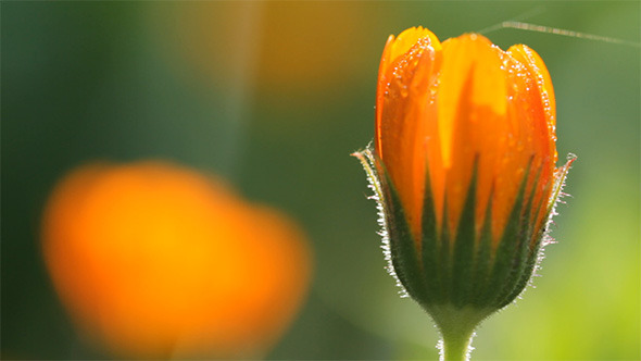 Calendula Flower Calendula Flower