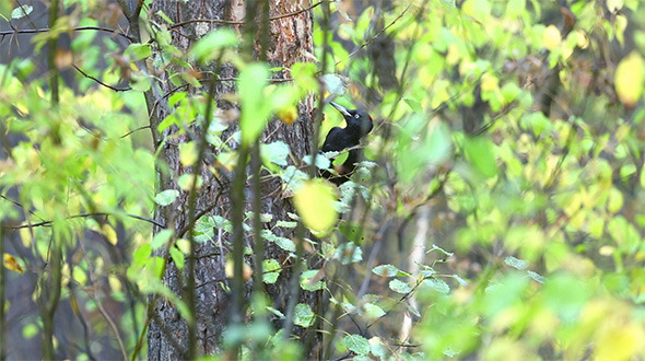 Black Woodpecker Black Woodpecker