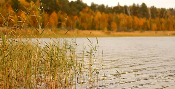 Yellow Grass And Lake 2 Yellow Grass And Lake 2